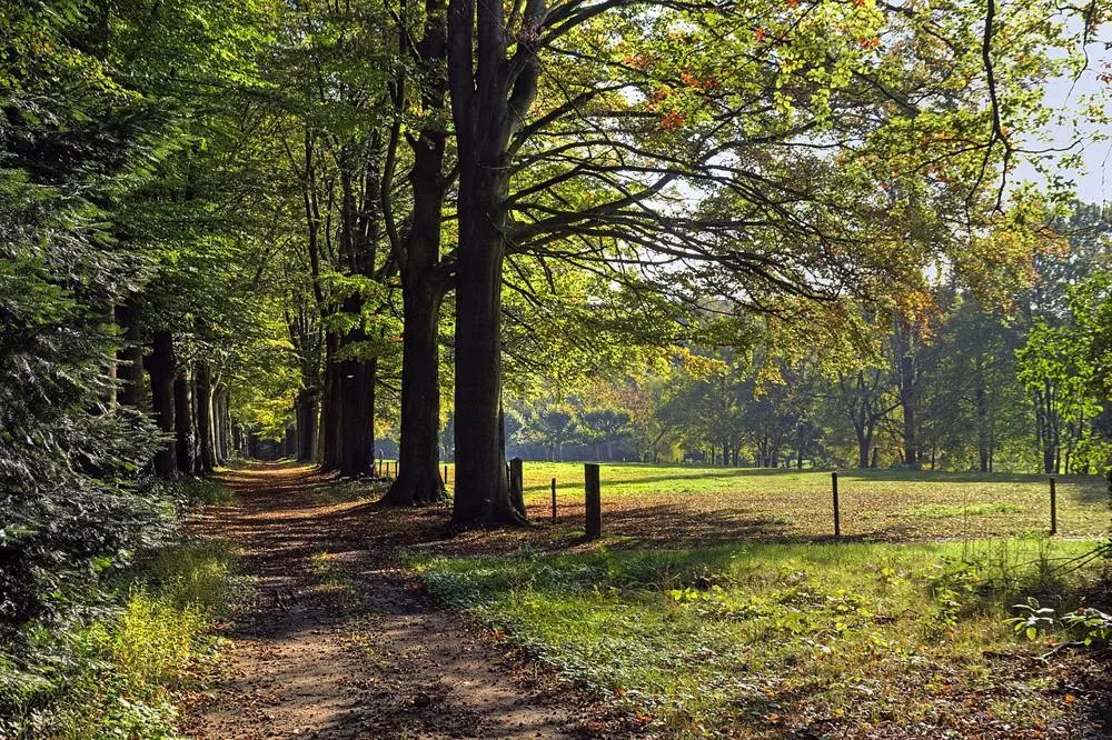 Swalmen: Hillenraederlaan Swalmen in autumn